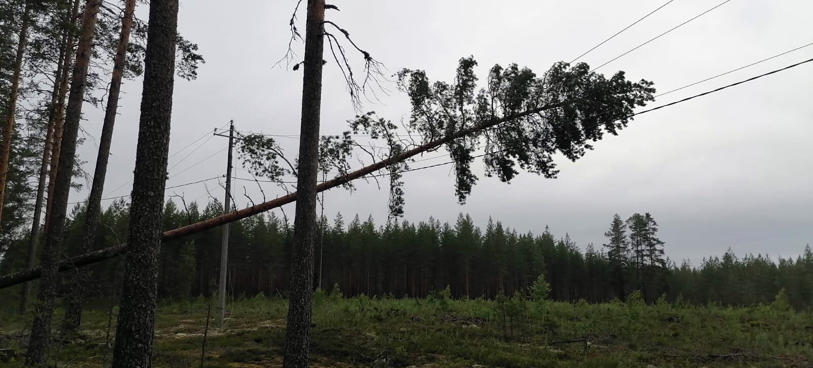 Kaatunut puu sähkölinjalla. Kuva: Arttu/Omexom